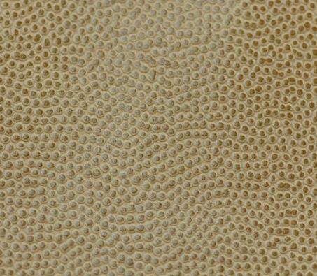 Biodegradable Leather